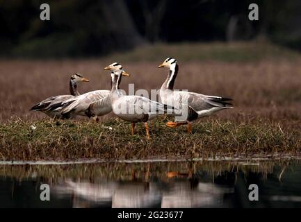 Parc national de Keoladeo, Bharatpur, Rajasthan, Inde. Troupeau d'oies à tête de bar, Anser indicus Banque D'Images