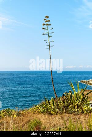 Agave americana plante en fleur sur les rives de la mer Méditerranée en Sicile. Banque D'Images