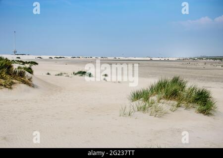Jeunes dunes partiellement surcultivées avec de l'herbe de maram sous un ciel bleu au projet expérimental de nourrissement de plage de Zandmotor (Sand Engine) près de Ter Heijde, Banque D'Images