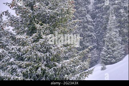 Forêt de conifères dans un blizzard sévère; épinette avec de grands cônes sur une pente de montagne enneigée en hiver Banque D'Images