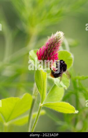 Macro d'une abeille bourdonneuse sur un trèfle cramoisi (trifolium incarnatum) en fleur avec fond de bokeh flou; protection de l'environnement sans pesticides Banque D'Images