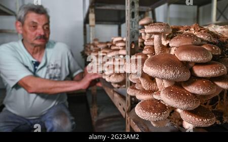 08 juin 2021, Brandebourg, Mellensee : Wolfgang Piesker, producteur de champignons, regarde les champignons de la variété shiitake dans une salle de mûrissement. Piesker, âgé de 67 ans, possède une ferme de champignons à Mellensee depuis 15 ans. Il ouvre également sa porte de ferme aux visiteurs de la Landpartie de Brandebourg. A sa date traditionnelle, le deuxième week-end de juin, l'association pro agro, avec l'association des agriculteurs de l'État et l'association des paysannes, invite les visiteurs à la Landpartie de Brandebourg. Contrairement à 2020, cette année, il y aura non seulement un Brandenburg Landpartie numérique, mais un "vrai" Banque D'Images