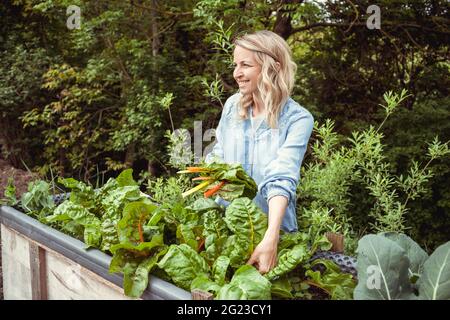 jolie jeune femme blonde récolte du verger frais, mangold de son lit surélevé dans son jardin et est heureuse Banque D'Images