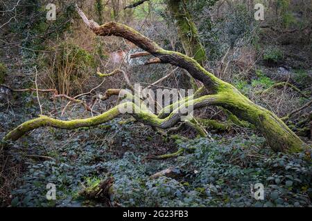 Une mousse couvrait un arbre mort tombé dans la sous-croissance emmêlée des bois de Metha dans la vallée de Lappa, près de St Newlyn East, dans les Cornouailles. Banque D'Images
