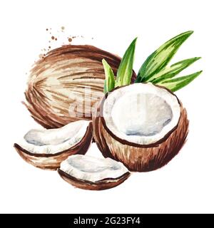 Noix de coco avec feuilles vertes. Aquarelle illustration dessinée à la main isolée sur fond blanc Banque D'Images