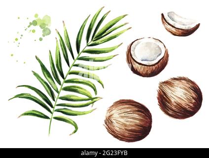 Noix de coco et branche verte. Illustration aquarelle dessinée à la main, isolée sur fond blanc Banque D'Images