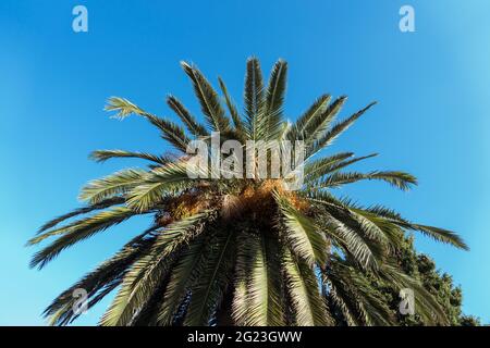 Concept tropical. Vue sur un seul palmier vert depuis le bas sur fond bleu ciel en été le jour ensoleillé. Le nom scientifique est Arecaceae. Photo de haute qualité Banque D'Images