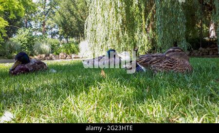 Canards colverts (Anas platyrhynchos) reposant sur la pelouse sous un saule pleureur dans un parc paysager, lumière du jour d'été, perspective au rez-de-chaussée Banque D'Images