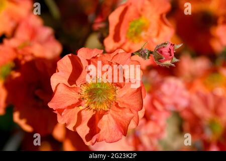 Belles fleurs de Geum rouge vif (espèces de Rosaceae) Banque D'Images