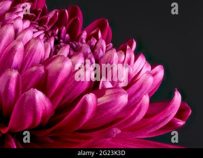 Gros plan sur les pétales d'une belle fleur de Chrysanthemum Banque D'Images