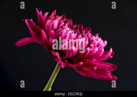 Gros plan sur les pétales d'une belle fleur de Chrysanthemum Banque D'Images