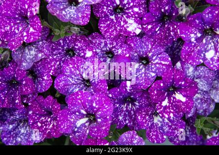 Vue rapprochée des fleurs de pétunia appelées: Ciel de nuit pétunia. Couleur pourpre fleurs de pétunia avec des taches blanches, ressemblant à la galaxie. Banque D'Images