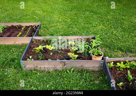 Concept de jardin communautaire. Boîtes remplies de terre et de diverses plantes végétales poussant à l'intérieur, lit surélevé. Soirée printanière ensoleillée. Banque D'Images