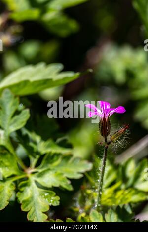 Géranium robertianum en croissance dans le champ Banque D'Images