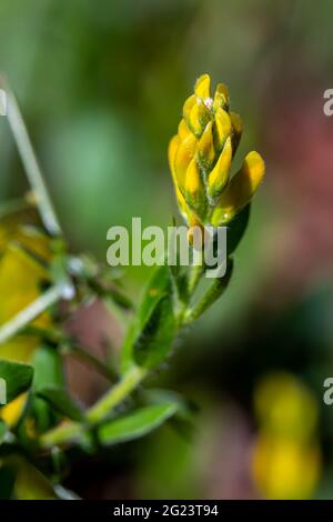 Genista tinctoria brousse en pleine croissance dans la forêt, gros plan Banque D'Images