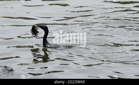 8 juin 2021, Guwahati, Guwahati, Inde: Un cormorant capture un poisson dans un étang à Guwahati Assam Inde le mardi 8 juin 2021 (Credit image: © Dasarath Deka/ZUMA Wire) Banque D'Images