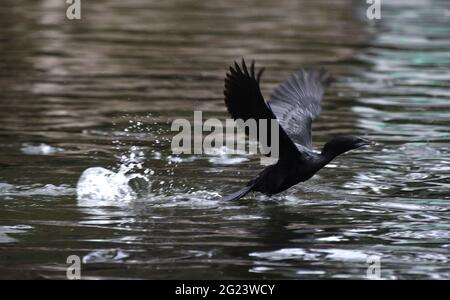 8 juin 2021, Guwahati, Guwahati, Inde: Un cormorant d'un étang à Guwahati Assam Inde le mardi 8 juin 2021 (Credit image: © Dasarath Deka/ZUMA Wire) Banque D'Images