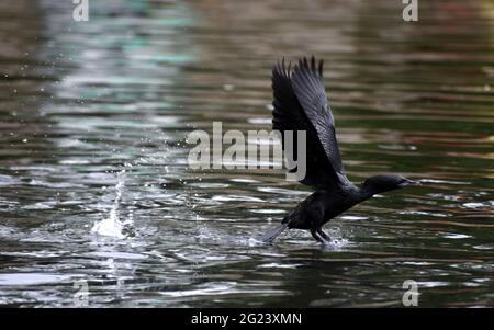 8 juin 2021, Guwahati, Guwahati, Inde: Un cormorant d'un étang à Guwahati Assam Inde le mardi 8 juin 2021 (Credit image: © Dasarath Deka/ZUMA Wire) Banque D'Images