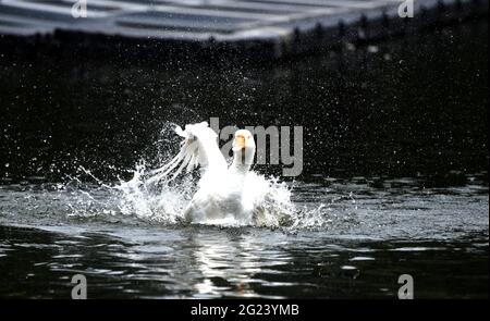 8 juin 2021, Guwahati, Guwahati, Inde: Une oie blanche a répandu ses plumes dans un étang à Guwahati Assam Inde le mardi 8 juin 2021 (Credit image: © Dasarath Deka/ZUMA Wire) Banque D'Images