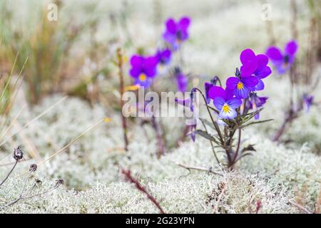 Fleurs de Viola tricolor parmi la mousse blanche dans le sable, gros plan. Pansy sauvage, Johnny Jump up, heartsease, la facilité du cœur, le plaisir du cœur, Sauvage d'Europe Banque D'Images