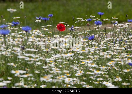 Fleurs sauvages dans une plantation de style prairie à Hyde Park, Londres. Ils comprennent des coquelicots rouges, des fleurs de maïs bleues et des pâquerettes blanches. Anna Watson/Alamy Banque D'Images