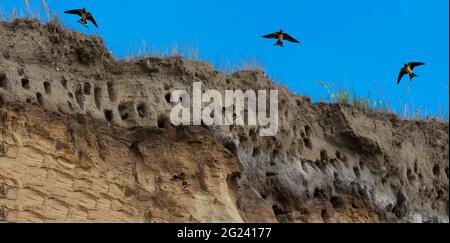 Des hirondelles pour hirondelles sur les falaises de la ville d'Ahrenshoop sur la péninsule de la mer Baltique Darss en Allemagne en été. Banque D'Images