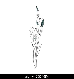 L'iris floral est une ligne. Illustration vectorielle Illustration de Vecteur