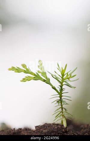 Semis de cèdre blanc de l'est (Thuja occidentalis) Banque D'Images