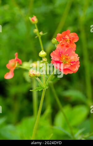 Geum 'Mrs J. Bradshaw'. Geum chiloense 'Mrs Bradshaw' . Avens 'Mrs J. Bradshaw'. Fleurs de écarlate semi-doubles Banque D'Images