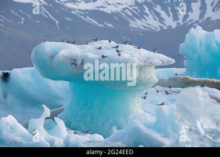 Sternes arctiques, Sterna paradisaea, reposant sur l'iceberg au lac glacier de Jokulsarlon en Islande Banque D'Images