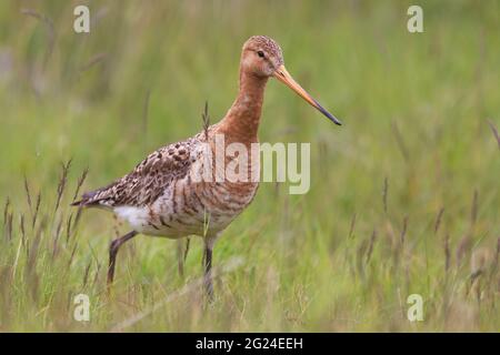 Le godwit à queue noire, Limosa limosa, dans l'herbe Banque D'Images