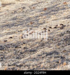 Etats-Unis, Idaho, Bellevue, Herd de cerfs paître sur la colline Banque D'Images