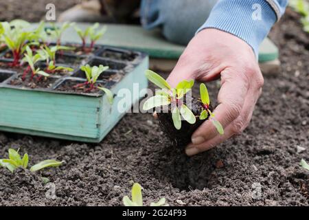 Plantation de semis de betteraves maison - Beta vulgaris 'Boltardy' - dans un potager. ROYAUME-UNI Banque D'Images