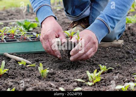 Plantation de semis de betteraves maison - Beta vulgaris 'Boltardy' - dans un potager. ROYAUME-UNI Banque D'Images