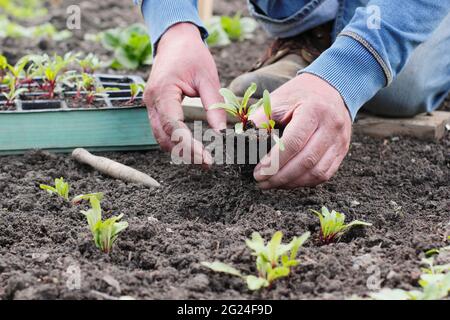 Plantation de semis de betteraves maison - Beta vulgaris 'Boltardy' - dans un potager. ROYAUME-UNI Banque D'Images