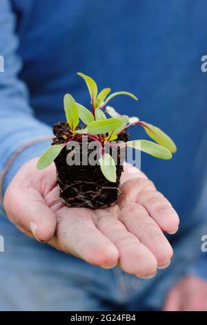 Semis de betteraves domestiques prêts à planter - Beta vulgaris 'Boltardy'. ROYAUME-UNI Banque D'Images