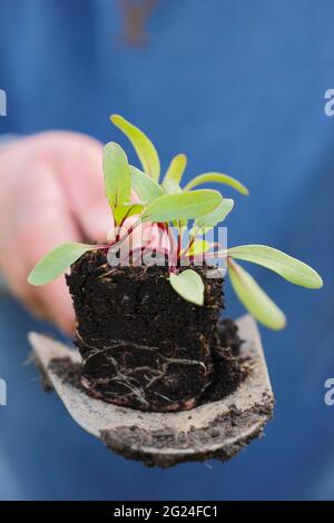 Semis de betteraves domestiques prêts à planter - Beta vulgaris 'Boltardy'. ROYAUME-UNI Banque D'Images