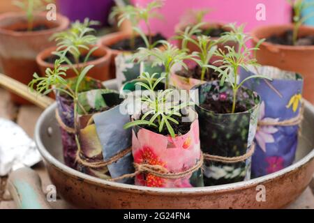 Les semis COSMOS mûrissement dans des pots de plantes en papier faits maison. ROYAUME-UNI Banque D'Images