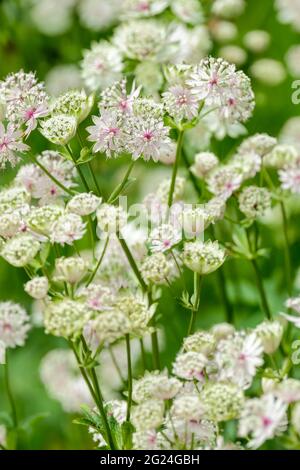 Astrantia Major 'Rosensinfonie'. Astrantia 'Rosensinfonie', Grand Masterwort 'Rosensinfonie' Banque D'Images