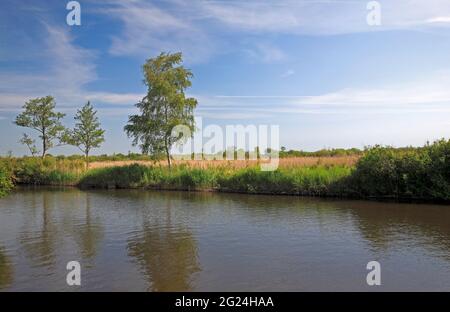 Une vue de Irstead Staithe de l'autre côté de la rivière Ant aux marais et marais sur les Norfolk Broads à Irstead, Norfolk, Angleterre, Royaume-Uni. Banque D'Images