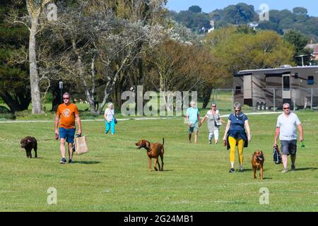 Poole, Dorset, Royaume-Uni. 8 juin 2021. Météo Royaume-Uni. Randonneurs de chiens en profitant du soleil chaud de l'après-midi au parc Harbourside à Poole dans Dorset. Crédit photo : Graham Hunt/Alamy Live News Banque D'Images