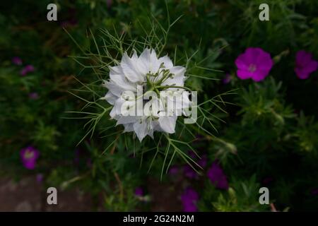 Jolie fleur de nigella blanche dans le jardin prise d'en haut Banque D'Images