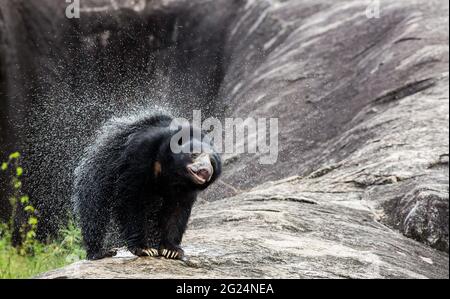 Sloth Bear, parc national de Yala, Sri Lanka Banque D'Images