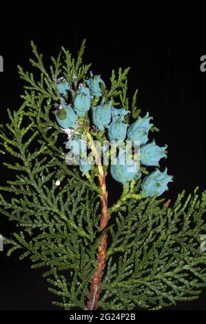 Jeunes baies de Cupressus macrocarpa (également à la cyprès de Monterey ou Goldcrest) Banque D'Images