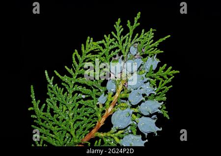 Jeunes baies de Cupressus macrocarpa (également à la cyprès de Monterey ou Goldcrest) Banque D'Images