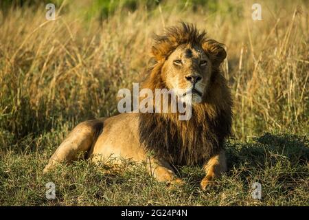 Lion, Masai Mara, Kenya Banque D'Images