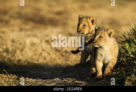 Lion Cubs, Maasai Mara, Kenya Banque D'Images