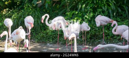 Magnifique groupe de flamants roses au zoo de Taipei Banque D'Images