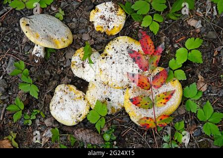 Amanita aprica, également connue sous le nom de Sunshine amanita, est un champignon toxique qui pousse dans le nord-ouest du Pacifique, habituellement dans les forêts de pins et de Douglas. Banque D'Images