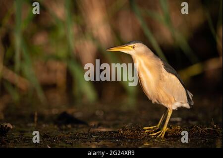 Portrait du petit Blongios (Ixobrychus minutus) Un matin ensoleillé en été à Vienne (Autriche) Banque D'Images